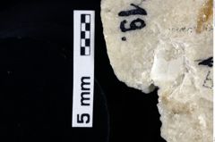 Foto (Detailansicht) von Pithonoton marginatum (von Meyer, 1842) (NHMW-GEO-1990-0041-0019)